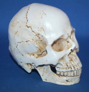 A very detailed human skull model, memento mori, macabre, Halloween, gothic - Picture 1 of 5