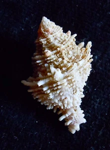 seashell Babelomurex fearnleyi 28-34mm Gem/F+++ - Picture 1 of 3