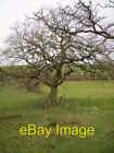 Photo 6X4 Tree. Harwood Dale On An Old Hedge Line Near Lownorth Plantatio C2007
