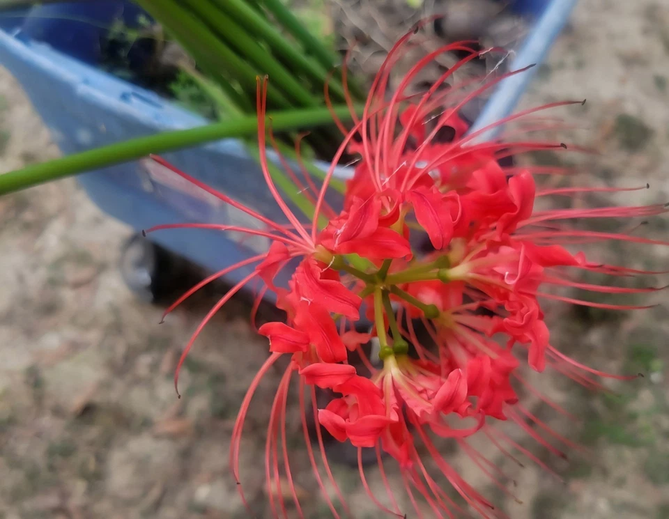 Lycoris Radiata Heirloom Bulbs Red Spider Lily 25 Pack - Image 1 of 3
