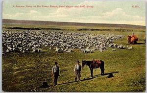 Postkarte Ein Sommerlager auf dem Schafbereich Zug und 8.000 Schafe - Bild 1 von 2