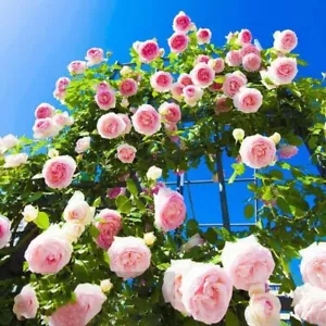 Climbing Wall Rose Mixed Color Flower Seeds Outdoor Garden Flower Seeds - Picture 1 of 12