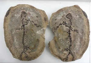 Parareptil (Barasaurus besairiei) 23,5 cm - Madagascar - Pérmico / Triásico - Imagen 1 de 12