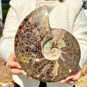 5,35LB Rara conchiglia naturale lucida esemplari fossili del Madagascar - Foto 1 di 13