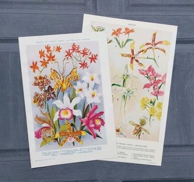 Par de litografías vintage de arte con imágenes de libro de plantas familiares de orquídeas y flores de orquídeas Foto 1 de 4