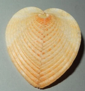 Corculum cardissa - CARDIIDAE Philippines Sea Shell - 43mm F+/F++ #7850 - Bild 1 von 2