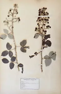 Botanik - Platte Herbier XIX - Pflanzen Getrocknete - Rosengewächse 14 - Picture 1 of 3