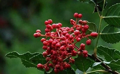 Semillas frescas de pimiento de Sichuan 2025 Zanthoxylum piperitum 四川花椒种子 Foto 1 de 3