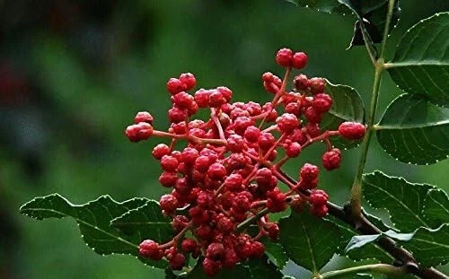 Semillas frescas de pimiento de Sichuan 2024 Zanthoxylum piperitum Foto 1 de 3
