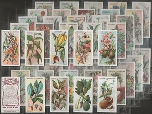 PLAYERS-FULL SET- USEFUL PLANTS & FRUITS 1902 (50 CARDS) EXCELLENT - Picture 1 of 1