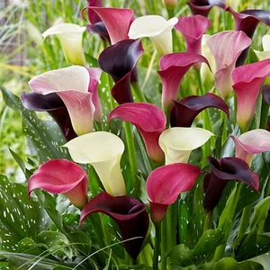 Garden State Bulb Purple Rain Mixed Calla Lily Flower Bulbs, 14/+cm, Spring - Picture 1 of 10