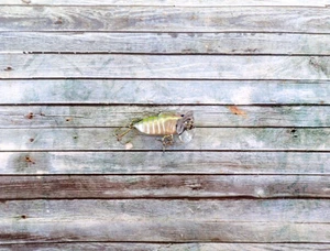 CICADA FIXED WING - Picture 1 of 3