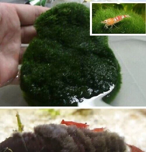 Futter-Matte bewächst Steine Untergrund Wasserpflanzen für das Aquarium Deko - Bild 1 von 1