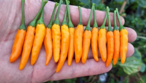 20 semi di peperoncino THAI ORANGE (+ omaggio ogni 5 acquisti) - Foto 1 di 6