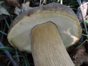 Boletus Reticulatus Verano Cep Hongo Grano Seco Micelio 10g/30g/100 Desoves 04 - Imagen 1 de 8