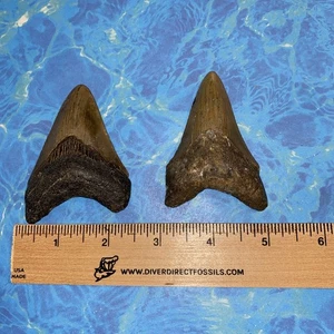 MEGALODON HAIZAHN 3,02” 2,85” 2er Set, ZÄHNE MEG SCUBA FOSSIL NC 5366 - Bild 1 von 5