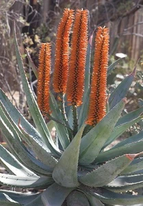 ALOE FEROX - Aloe vera amara, rossa o mantello -10 x semi vegetali succulente medicinali - Foto 1 di 6