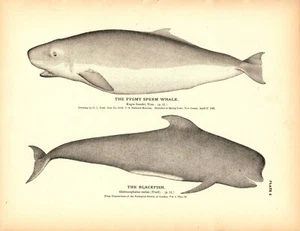 Rare 1884 Antique Fish Print Engraving Pygmy Sperm Whale Killer Whale Blackfish - Picture 1 of 1