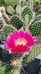 Opuntia hystricina djf1138 bernalillo - Bild 1 von 4