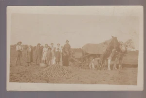 Minnesota RPPC c1910 PICKING POTATOES Potato Harvest FARMING Farm KIDS Family MN - Picture 1 of 3