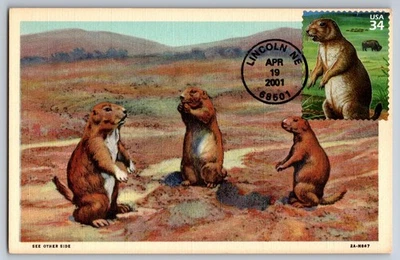#3506d Great Plains Prairie Black-Tailed Prairie Dog FDC Maxi Card - Image 1 of 2