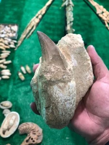 Phosphat Deposit Mosasaur Teeth In Matrix Jurassic Fossilized Peroid Creataceous - Picture 1 of 7