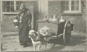 C.P.A / THÈME / ATTELAGE DE CHIENS / LAITIÈRE FLAMANDE - Imagen 1 de 1