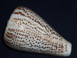 CONUS SURATENSIS WOOOOOOOW - Picture 1 of 2