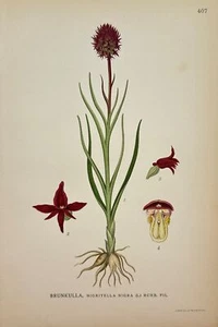 Original Antique Botanical Print - Nigritella Nigra - Black Vanilla Orchid - F4 - Picture 1 of 1