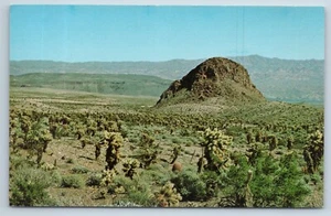 Postcard Teddy Bear Cholla Forest Lake Mead National Receation Area Nevada - Picture 1 of 3