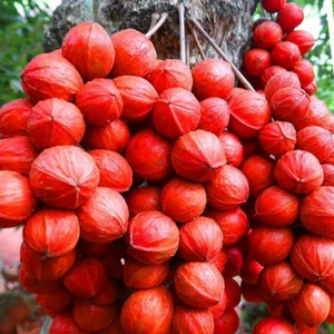 Hybrid Mooty Fruit ( Red , Seedling plant ) 1 Bare-Root Plant - Picture 1 of 5