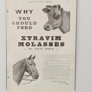Publicidad impresa de melaza Xtravim 1906 caballo vaca melaza Boston 15 x 11" en negro y negro - Imagen 1 de 4