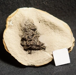 Pianta fossile Bellissimo 3D Carbonifero cono fossile pietrificato in un nodulo - Picture 1 of 5