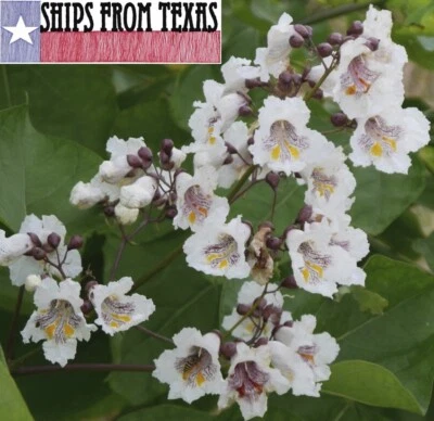 CATALPA BIGNONIOIDES,SOUTHERN CATALPA,CIGAR TREE, INDIAN BEAN TREE, 25 SDS - Image 1 of 4