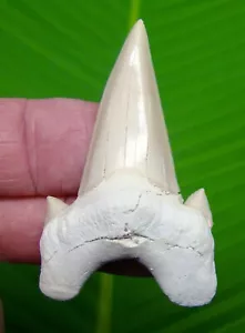 2 & 3/8 “ OTODUS Shark Tooth Real Fossil MEGALODON ERA - Picture 1 of 3