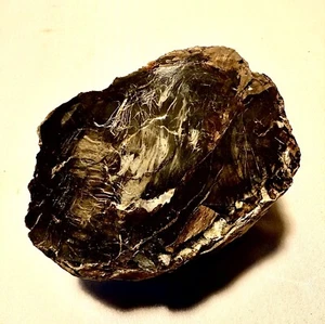 Large Rare Blue Forest Petrified Wood - Picture 1 of 6