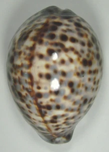 CYPRAEA TIGRIS LORENZI 88.76mm SUPER BEAUTIFUL RARE SPECIMEN Bora Bora, Fr. Poly - Picture 1 of 4