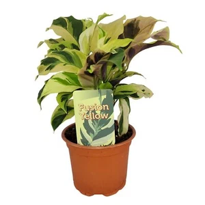 Calathea Fusion Yellow Tropische Schönheit mit leuchtendem Blattmuster ca. 30cm - Bild 1 von 4