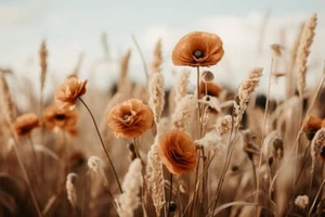 Orange Poppy Field by Treechild Photography Art Print on Paper or Canvas - Picture 1 of 3