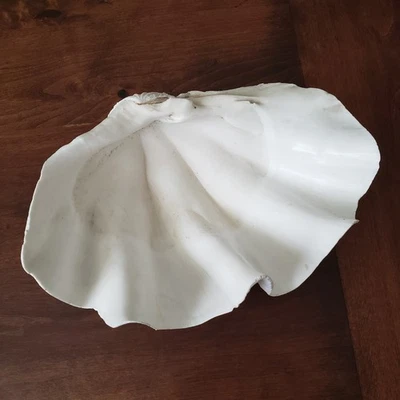 Large Vintage Natural Clam Shell 10" x 7" X 4"  2 lb 8 oz  1964 - Image 1 of 4