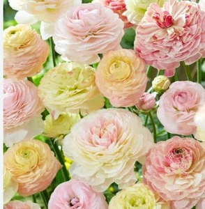 Ranunculus - Bulbs : Romance Pastel Mix: $60 For 15 Bulbs: Free Postage - Picture 1 of 3
