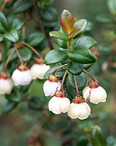 Ugni molinae, Chilean Guava, Murtilla Rare Fruit - 20 Semi - Foto 1 di 11