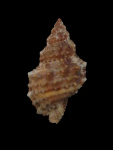 Conchiglia Shell DULCERANA GRANULARIS W/O Oman 42,0 mm # Mi25 - Picture 1 of 4