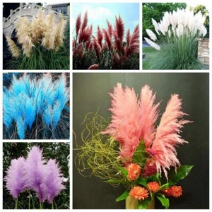 1 Pack 400 Pampas Garss Seeds Cortaderia Selloana Pampasgrass Seed S051 - Picture 1 of 18
