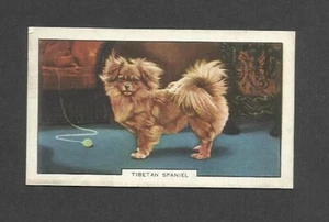 85 YR OLD ORIGINAL TIBETAN SPANIEL VINTAGE PHOTO TRADE AD CARD TOY DOG BREEDS - Picture 1 of 2