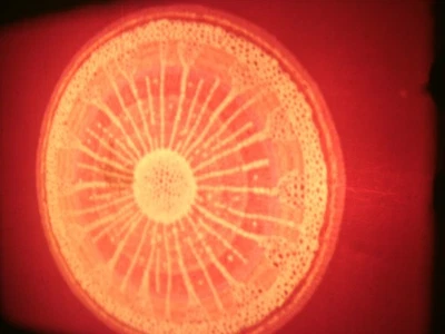 16mm Soviete education " Stem structure " Film color Movie Nature - Image 1 of 4