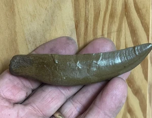 ALLOSAURUS  TOOTH REPLICA 4 INCHES LONG SPECIAL SALE!! - Picture 1 of 4