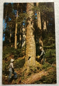 Timber Falling - Cartolina Western Washington (K1) - Foto 1 di 2