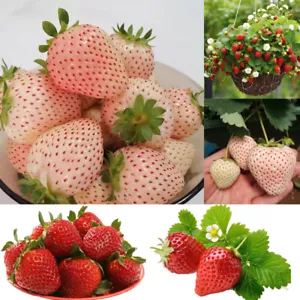 FRAGOLA BIANCA ANANAS - WHITE PINEBERRY, 200 SEMI - Zdjęcie 1 z 25