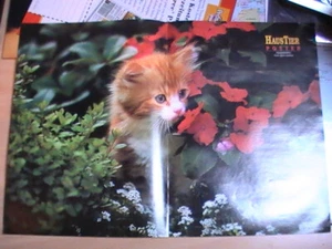 Poster Haustier - Katze DIN A3 - Bild 1 von 1